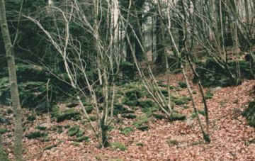 Moulin de Tcherpatray Moulin des Chabotïs